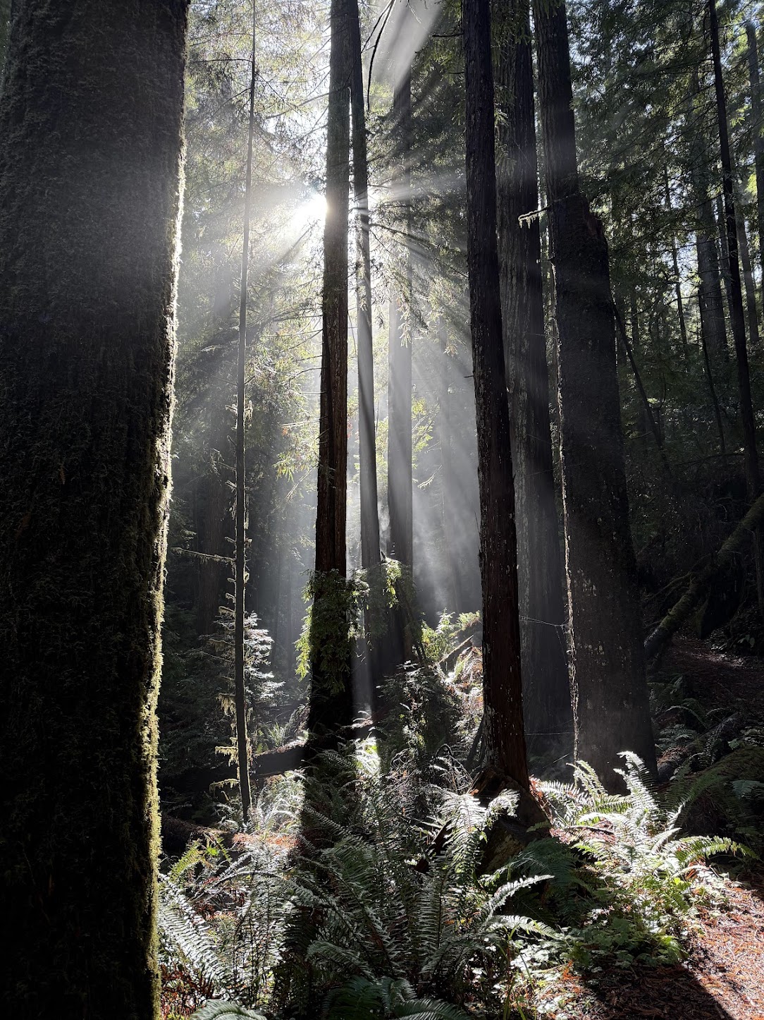 Light through the redwoods